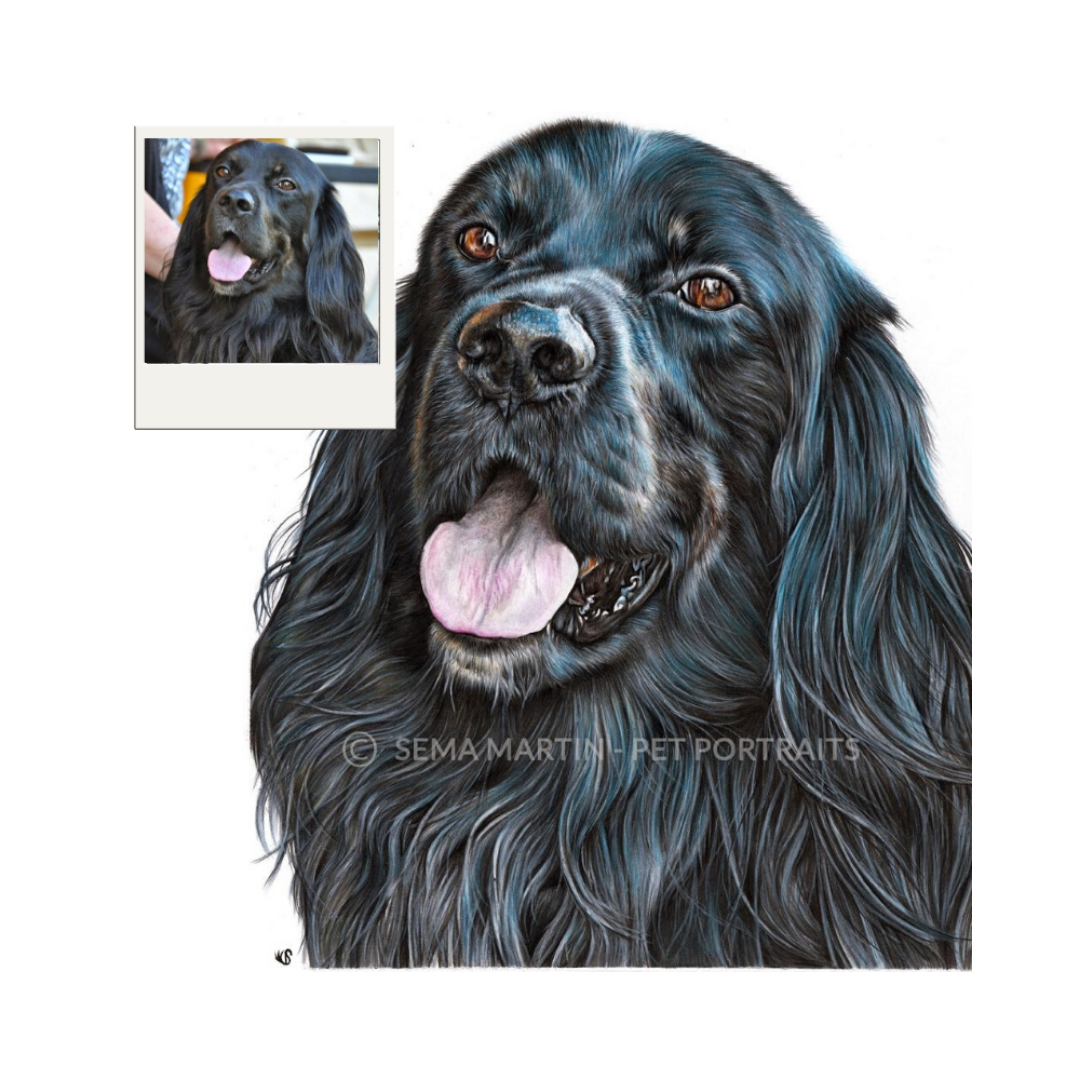 Pet portrait Custom pencil portrait pug dog pet commission