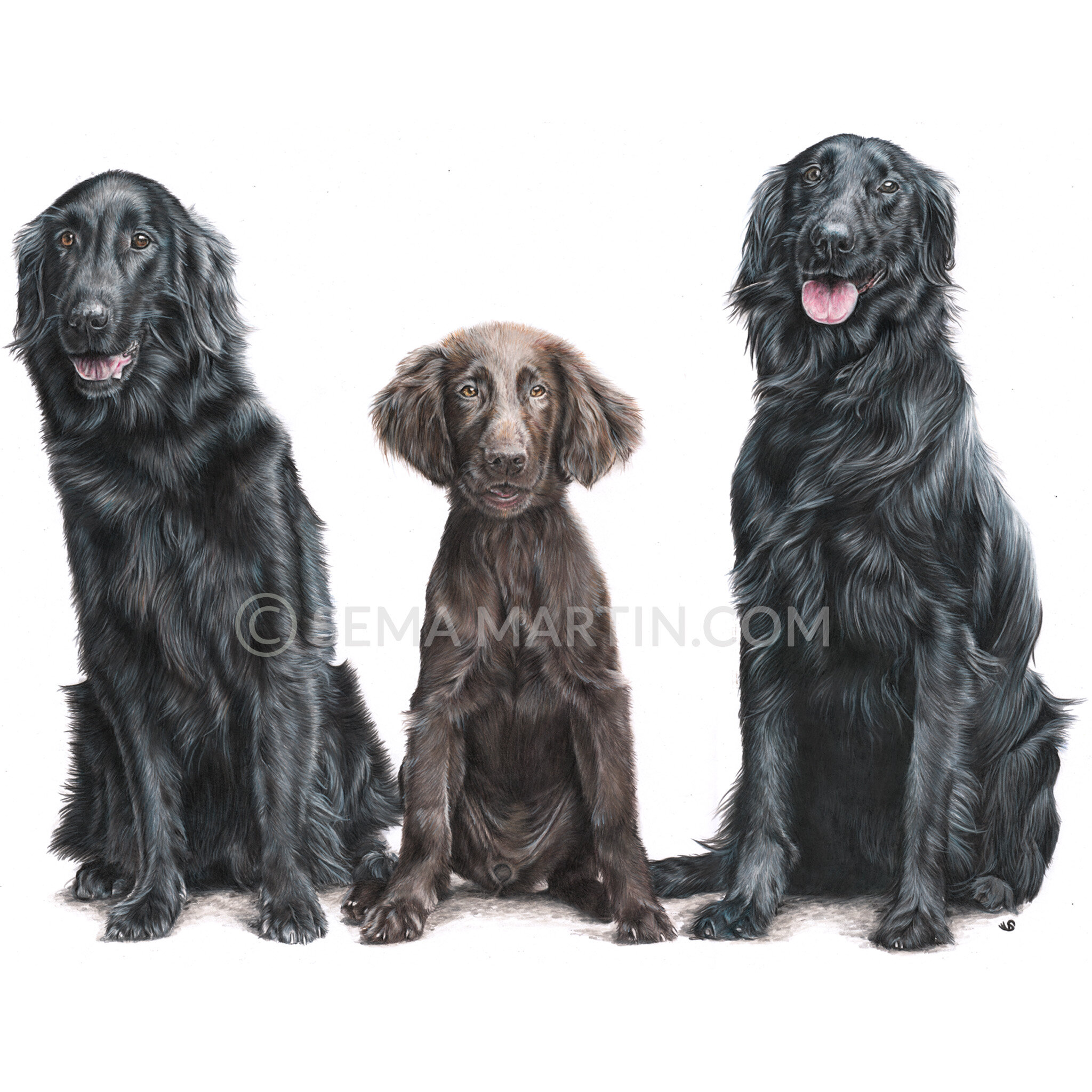 Realistic Custom Colour Pencil Memorial Drawing Commission of three flat coat retriever dogs from a photo in Nottingham UK by Pet Portrait Artist Sema Martin (Copy)