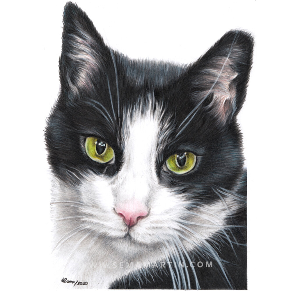 Realistic Colour Pencil Cat Portrait Commission Drawings From Your Photos By Pet Portrait Artist Sema Martin Artist Sema Martin