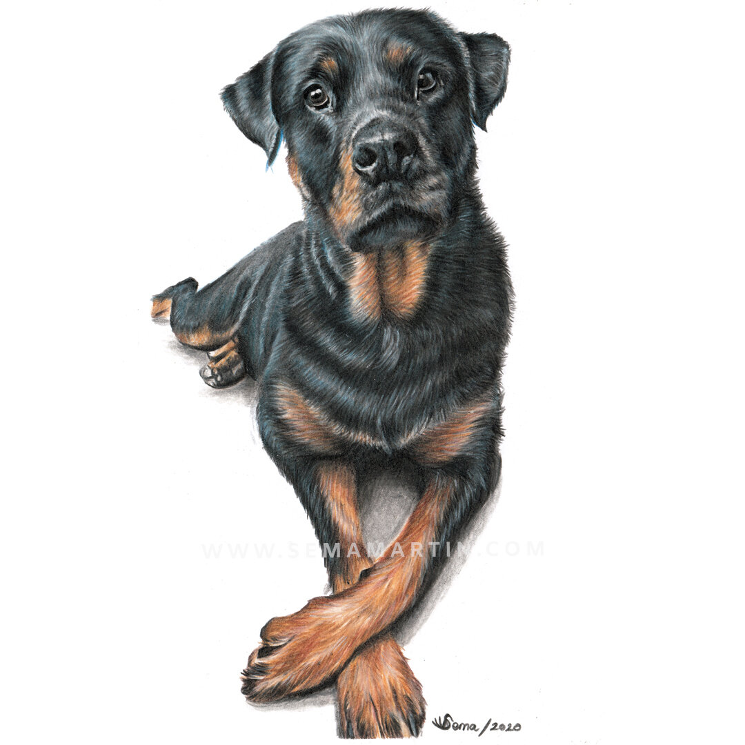 Realistic Custom Color Pencil Drawing Commission of a Rottweiler dog from a photo in California USA by Pet Portrait Artist Sema Martin (Copy)