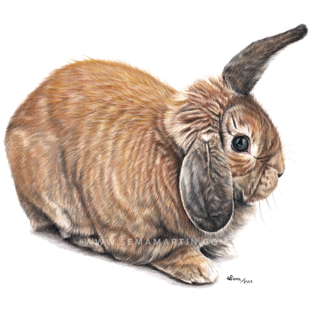 Bunny in the Grass” Contemporary Original Colored Pencil Drawing by Nancy  Smith | Chairish