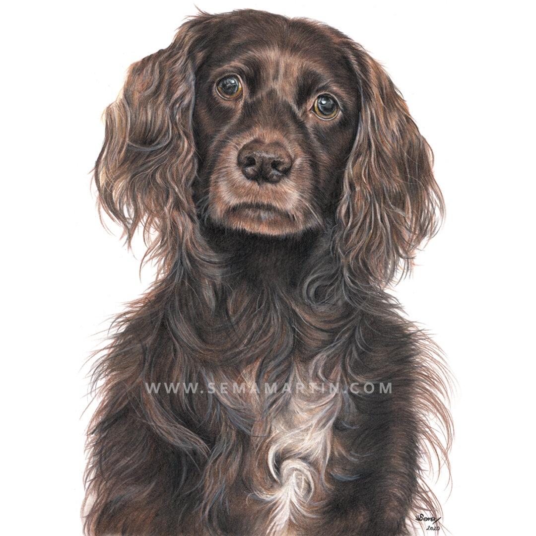 Realistic Custom Color Pencil Drawing Commission of a boykin spaniel from a photo in North Carolina USA by Pet Portrait Artist Sema Martin (Copy)