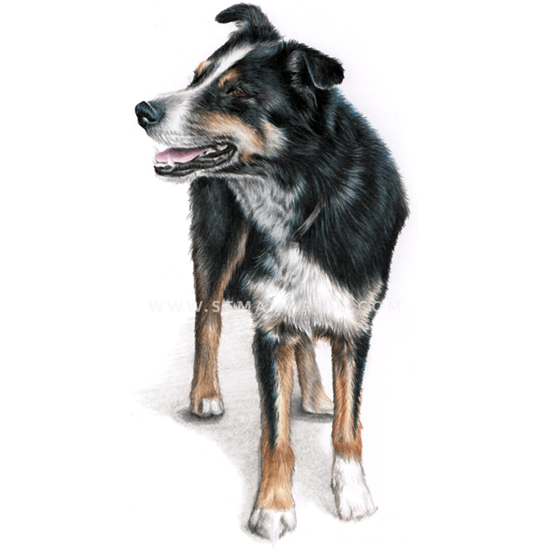 Realistic Custom Colour Pencil Drawing Commission of Collie from a photo in Stirling UK by Pet Portrait Artist Sema Martin (Copy)