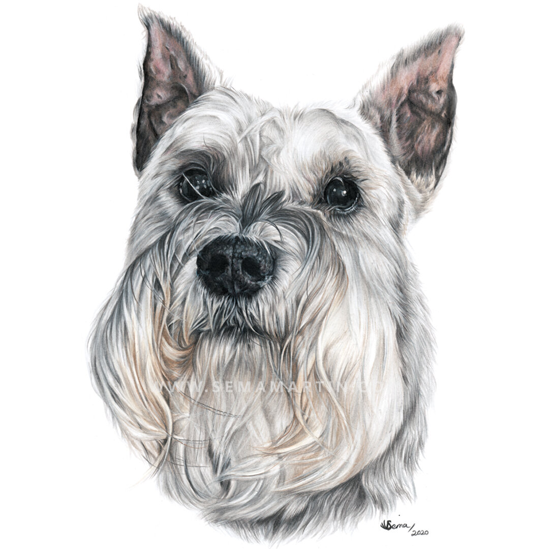 Realistic Custom Colour Pencil Drawing Commission of a schnauzer from a photo in Nebraska USA by Pet Portrait Artist Sema Martin (Copy)