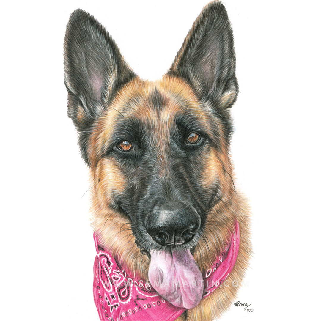 Realistic Custom Colour Pencil Drawing Commission of a German Shepherd from a photo in British Columbia Canada by Pet Portrait Artist Sema Martin (Copy)