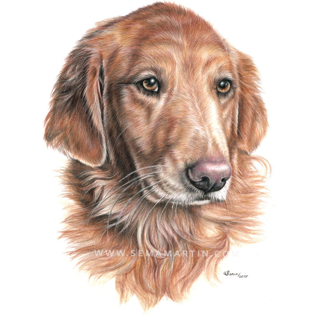 Realistic Custom Colour Pencil Drawing Commission of a Golden Retriever from a photo in Ohio USA by Pet Portrait Artist Sema Martin (Copy)