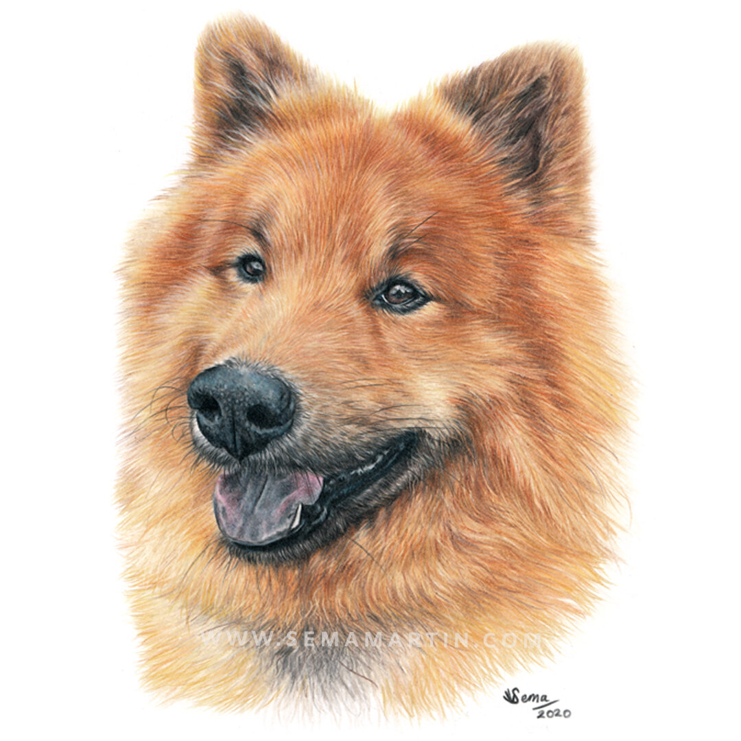 Realistic Custom Colour Pencil Drawing Commission of a Eurasier from a photo in UK by Pet Portrait Artist Sema Martin (Copy)