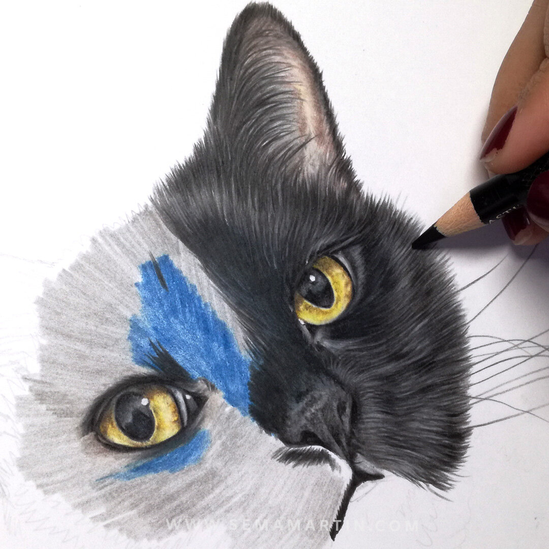 Black Cats drawn in colour pencil — Pet Portraits by Sema Martin |  Realistic pet portrait drawings from photos UK