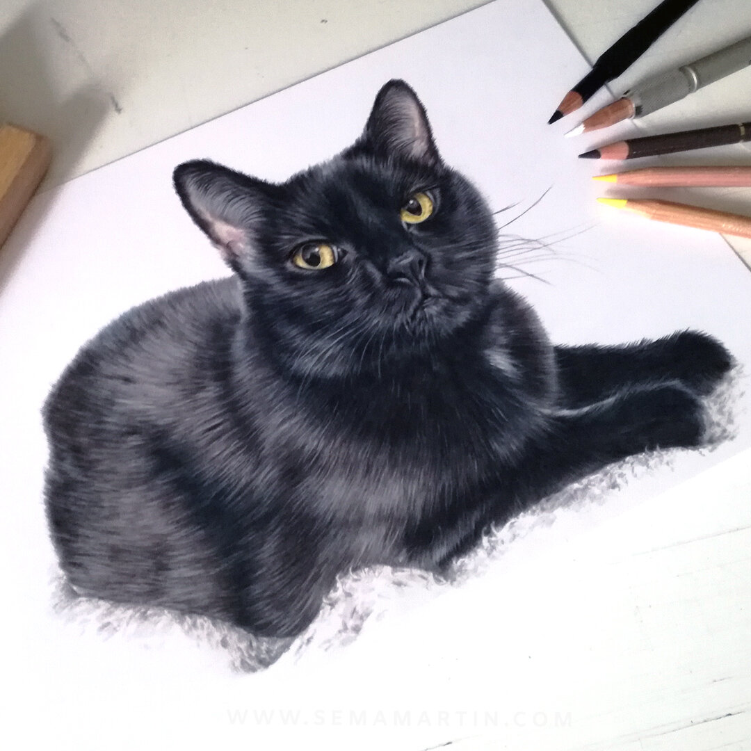 colour pencil drawing of Cammy the black cat from New York, USA by Sema Martin