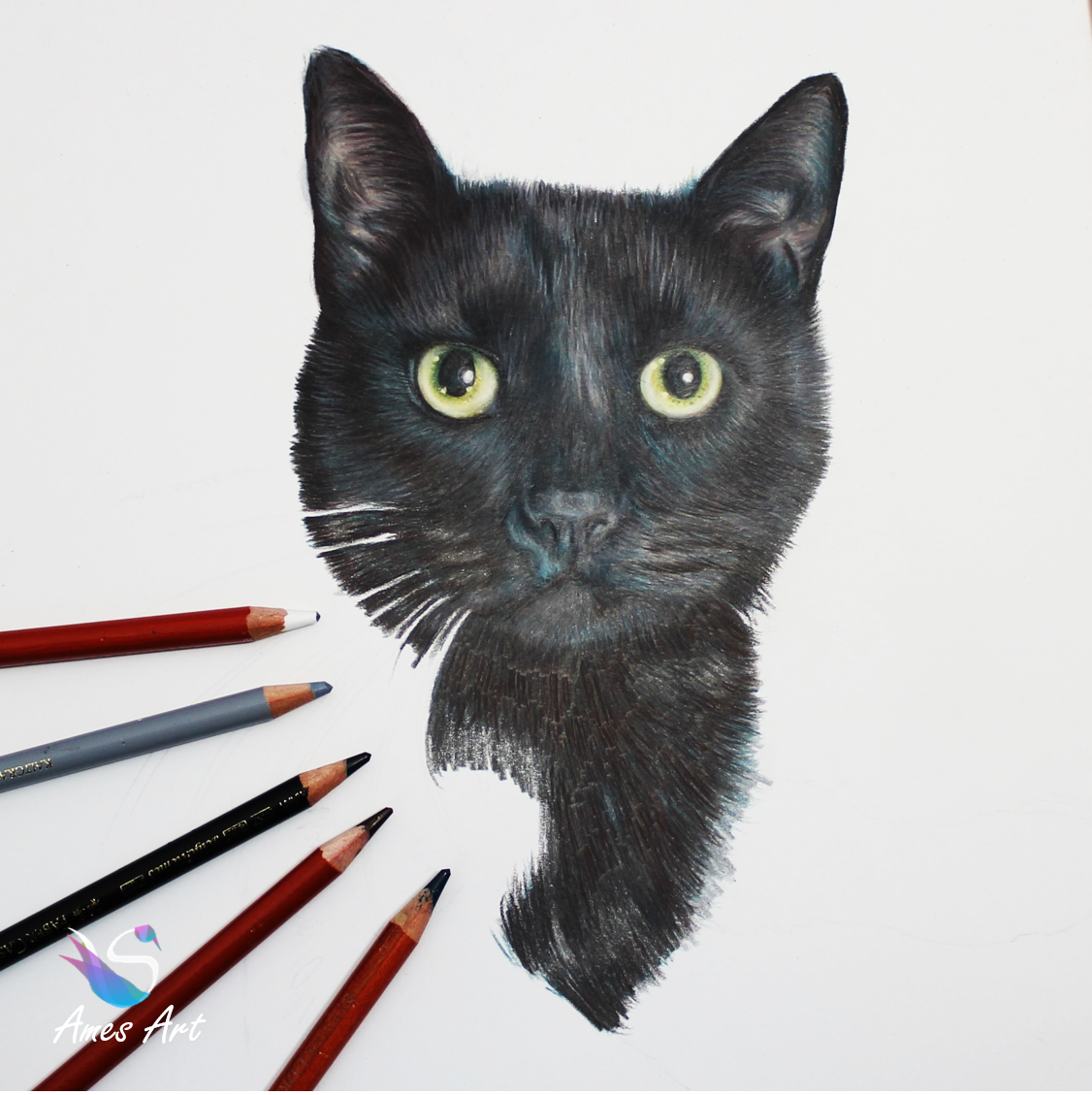 drawing of blackie chan the black cat by Sema Martin