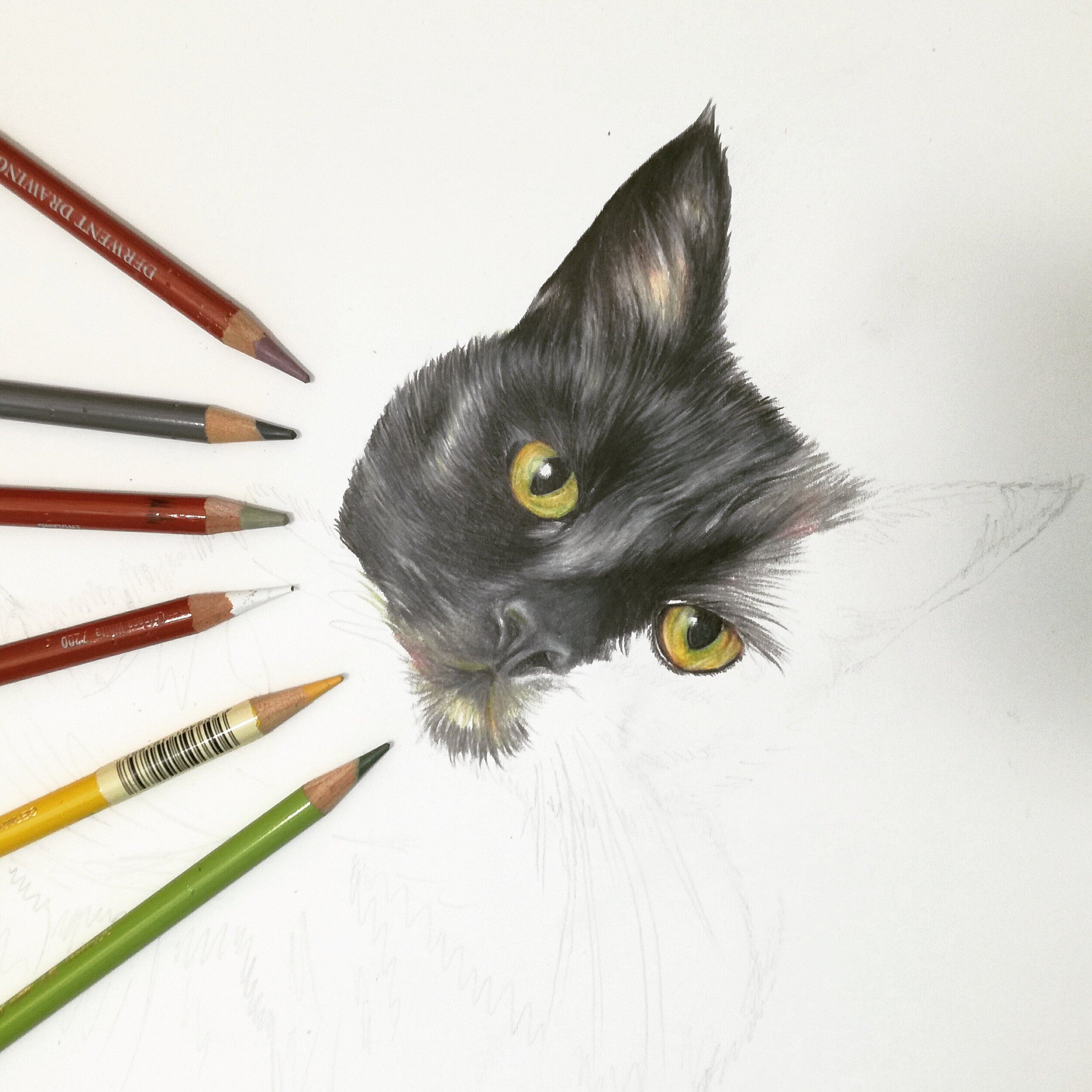 drawing of a black cat called Piggy by artist sema martin