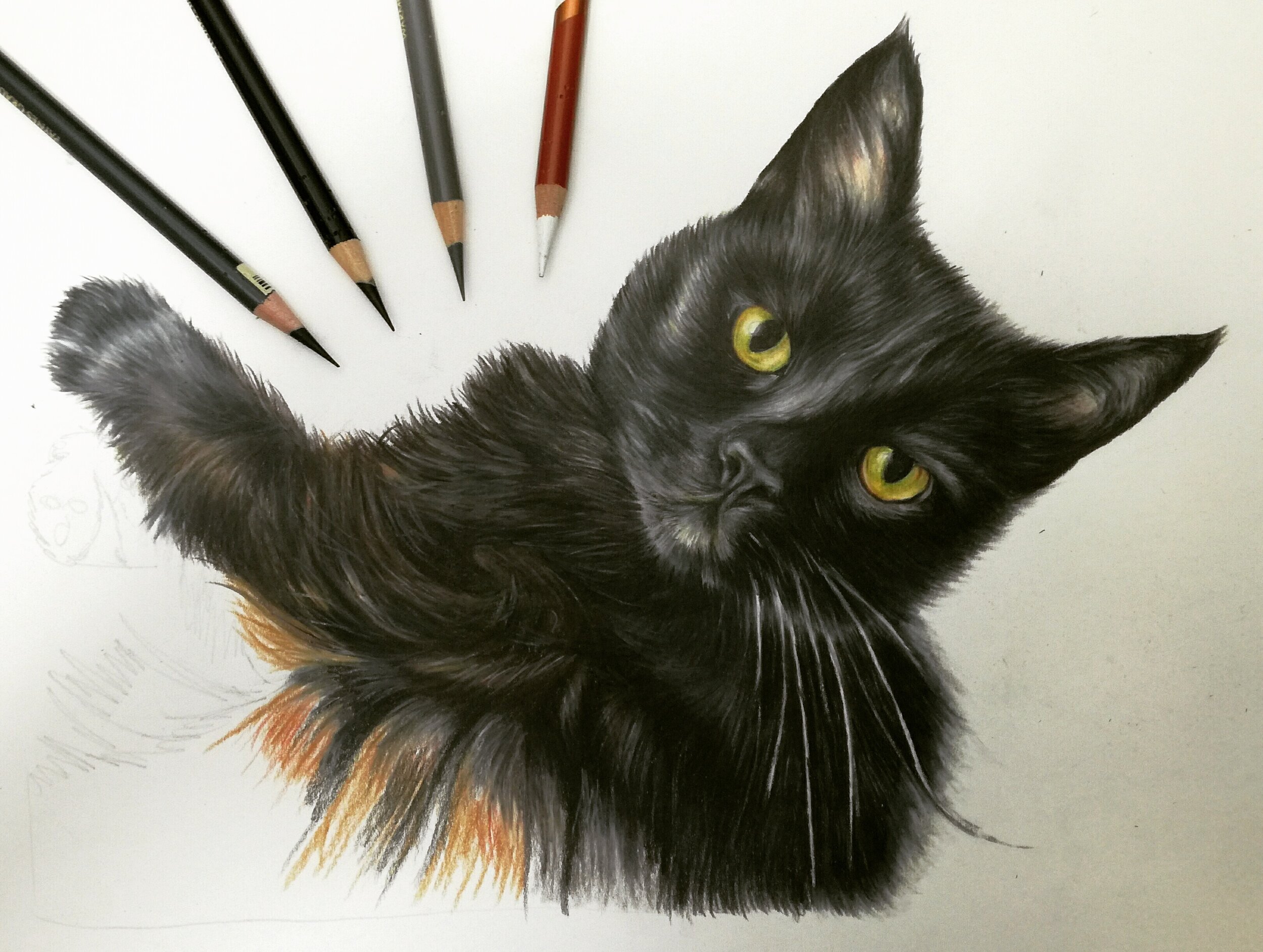 drawing of a black cat called Piggy by artist sema martin
