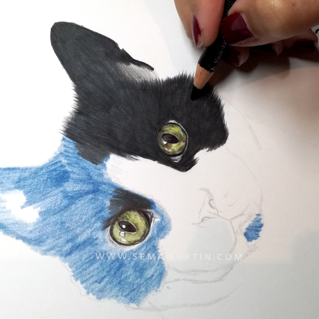 drawing of poppet the tuxedo cat