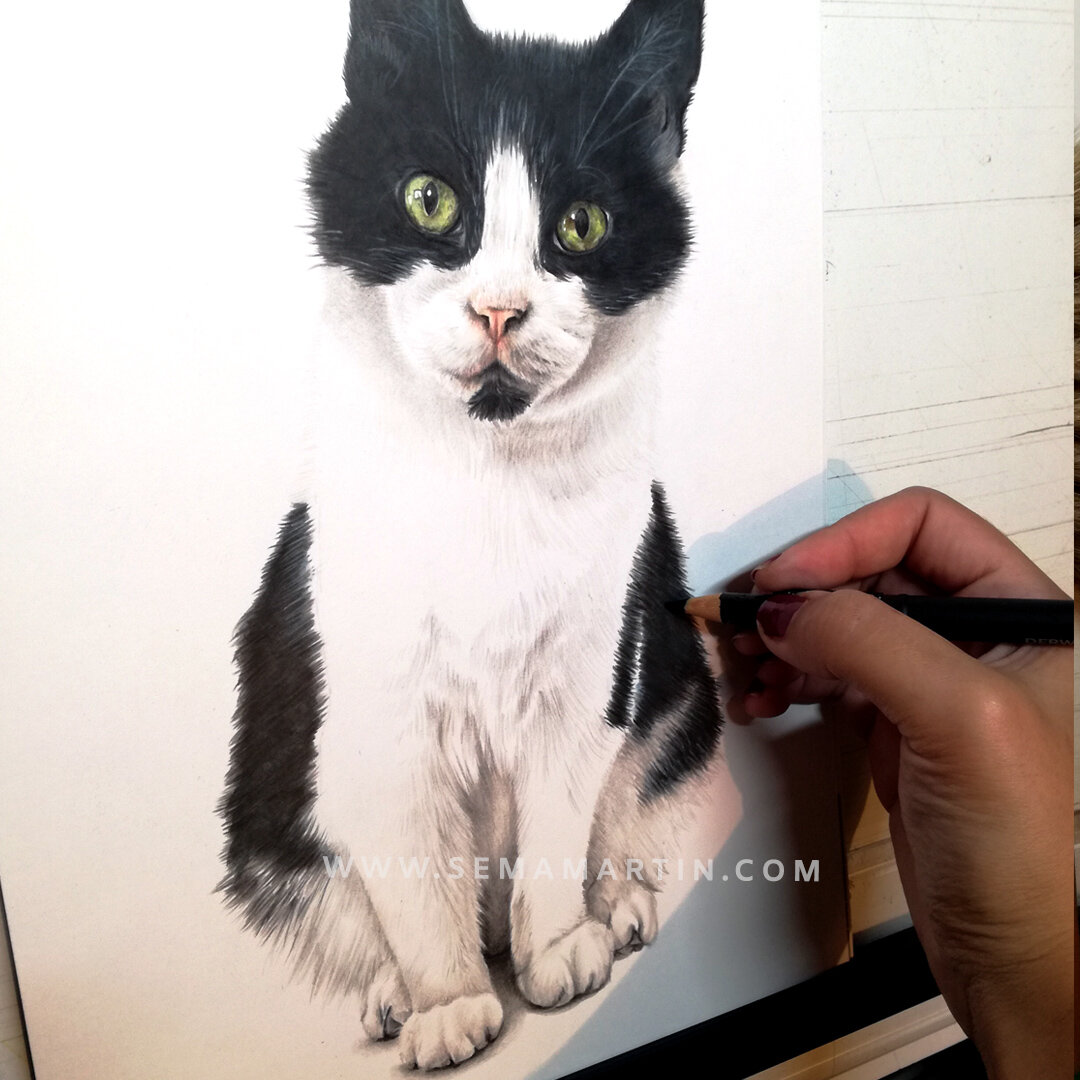 drawing of poppet the tuxedo cat