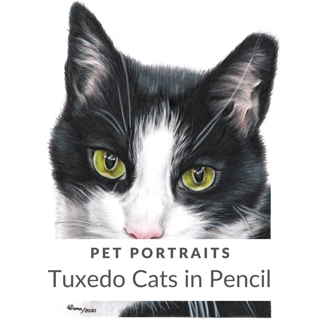 How To Draw A Tuxedo Cat how-to-draw-a-tuxedo-cat