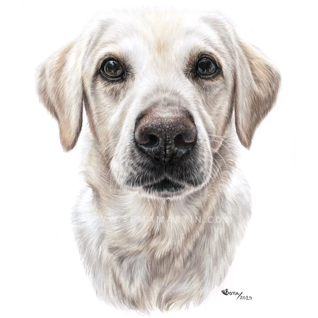 Realistic Colored Pencil Dog Portrait drawing from your photo by Award ...