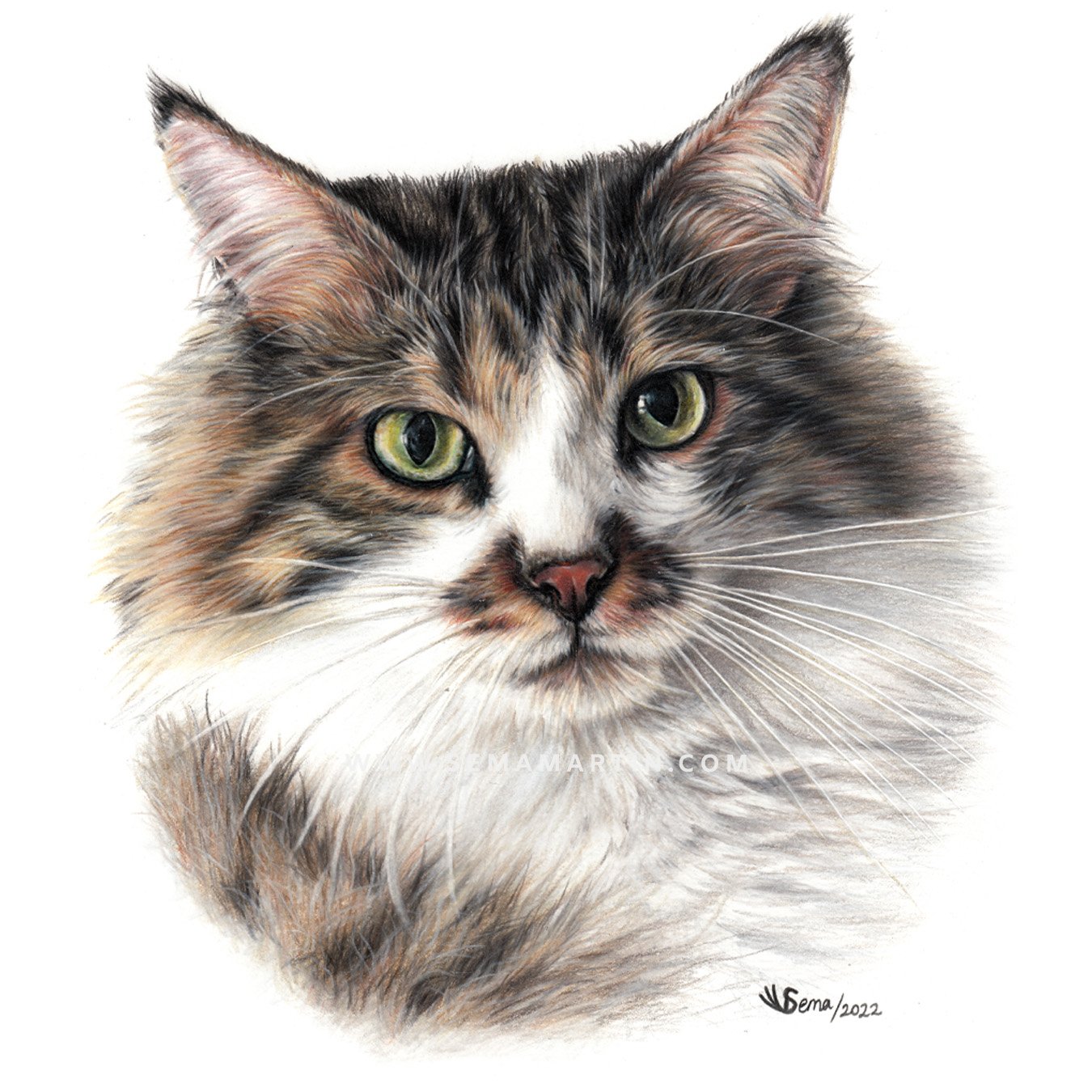 Realistic drawing of Tugger the green eyed cat from the USA (Copy)