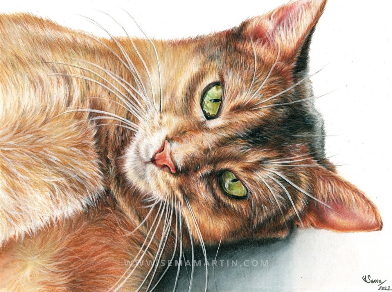 Realistic drawing of Happi the Abyssinian cat from Australia (Copy)