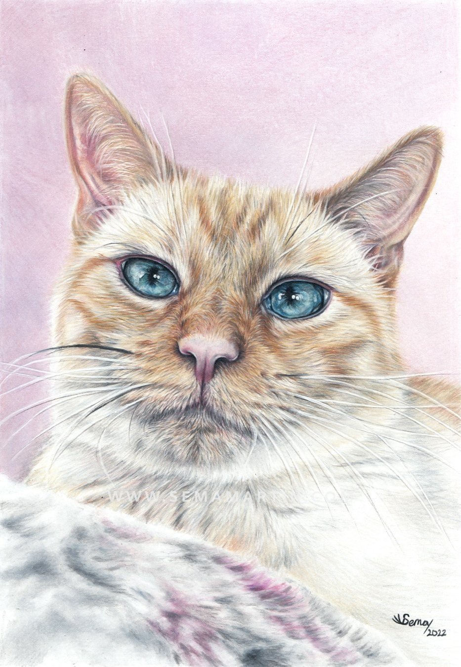 Drawing of Zuri the Red point siamese cat with blue eyes from USA (Copy)