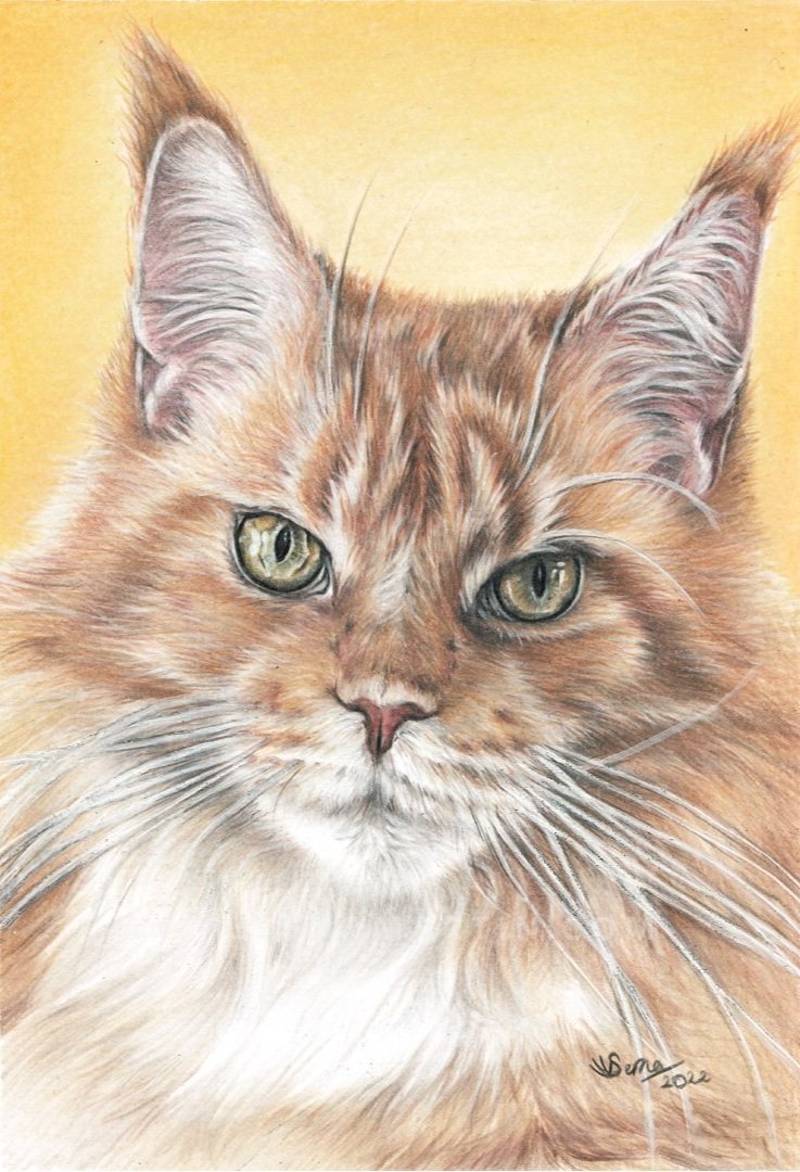 'Xia' the Maine Coon Cat from the USA, 5.8 x 8.3 inches (Copy)