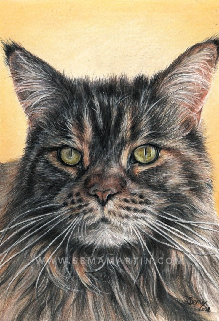 'Katherine' the Maine Coon Cat from the USA, 5.8 x 8.3 inches (Copy)