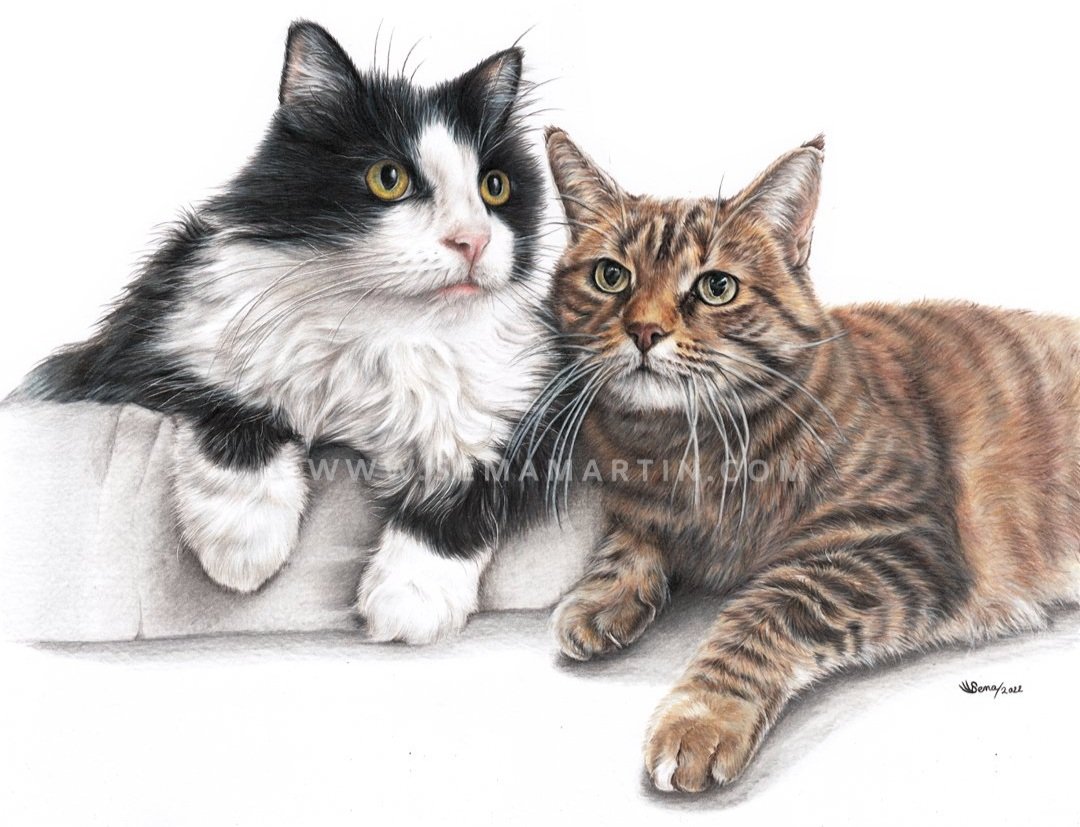 Realistic drawing of a tuxedo cat and a tabby cat called Chaz & Percent from the USA (Copy)