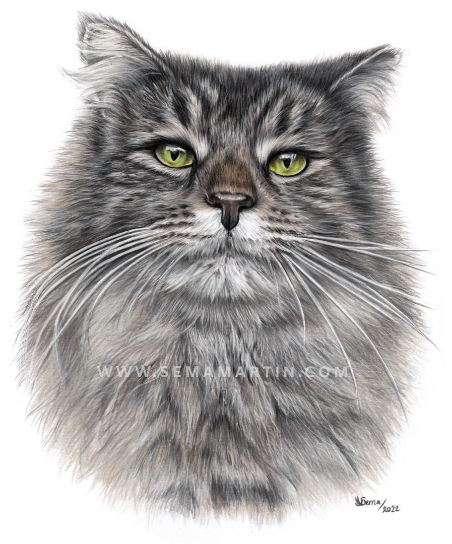 custom colored pencil drawing of maine coon Delightful (Copy)