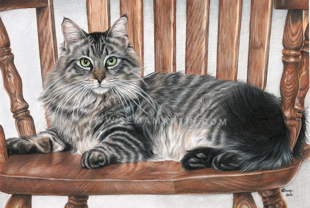 Sake the Maine Coon (Copy)