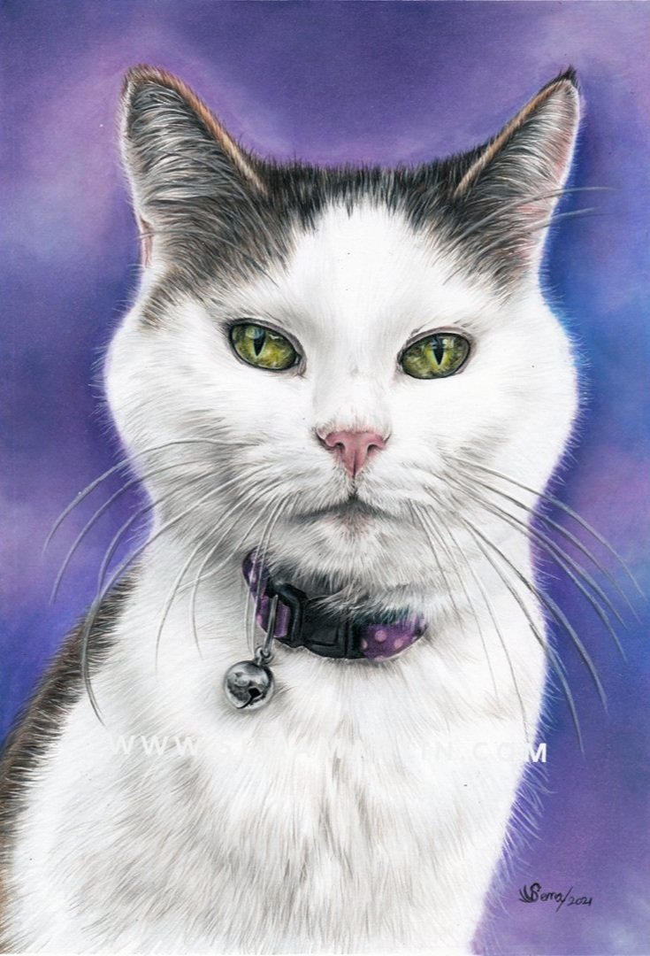 Drawing of Molly the white cat (Copy)