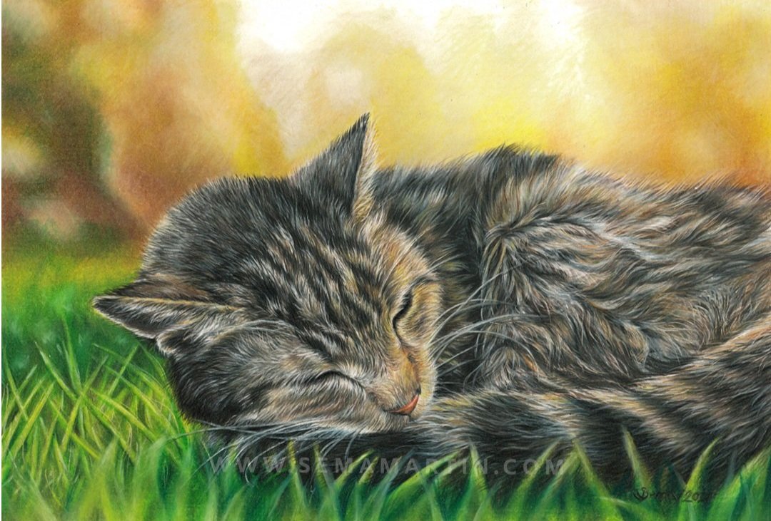 Drawing of Moby the tabby cat from Illinois, USA (Copy)