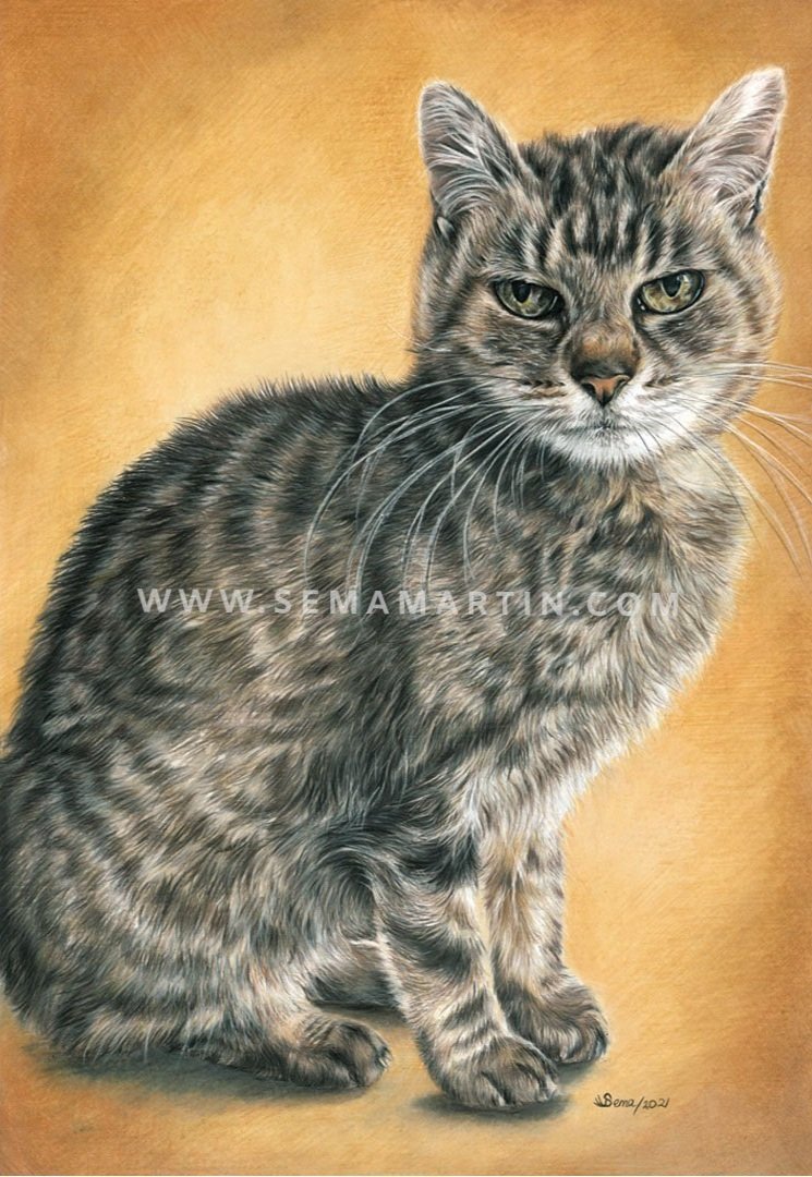 Drawing of a tabby cat with green eyes from Belgium (Copy)