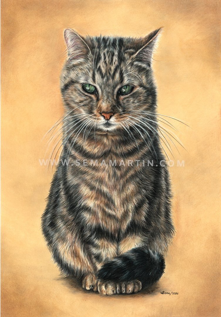 Drawing of a tabby cat with green eyes from Belgium (Copy)