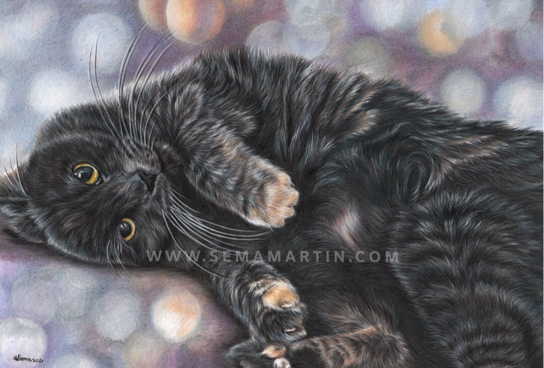 Drawing of Rosie the diluted tortie cat and domestic shorthair mix  from California, USA (Copy)