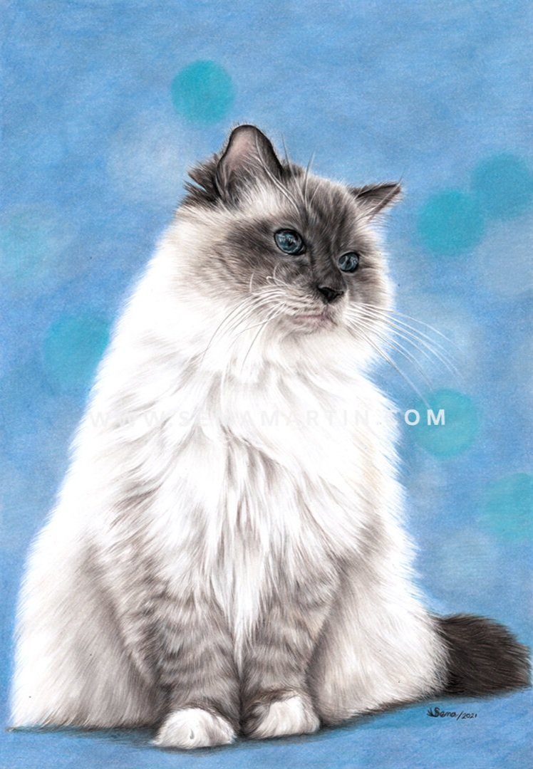 Drawing of Toxii the Ragdoll cat, from Victoria, Australia (Copy)