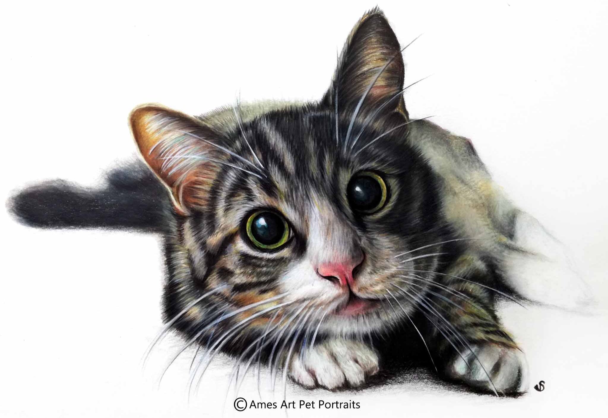 Drawing of Sprinkles the tabby cat from Reading, UK (Copy)