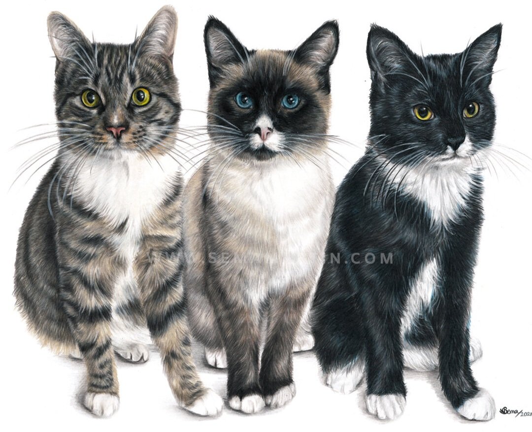 Drawing of Kama the Tabby cat, Kalea the  Snowshoe Siamese cat and Kaipo the Tuxedo cat from Utah, USA (Copy)