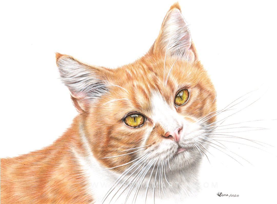 Drawing of Davy the ginger tabby cat from Bristol, UK (Copy)