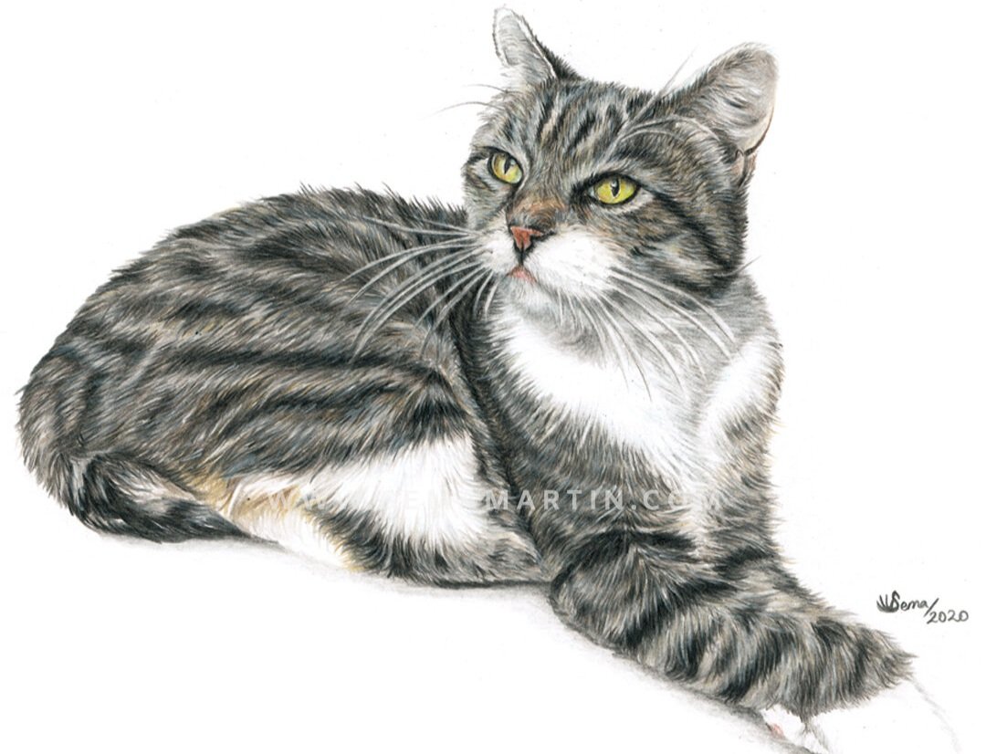 Drawing of Spitzy the silver tabby cat from Oregon, USA (Copy)