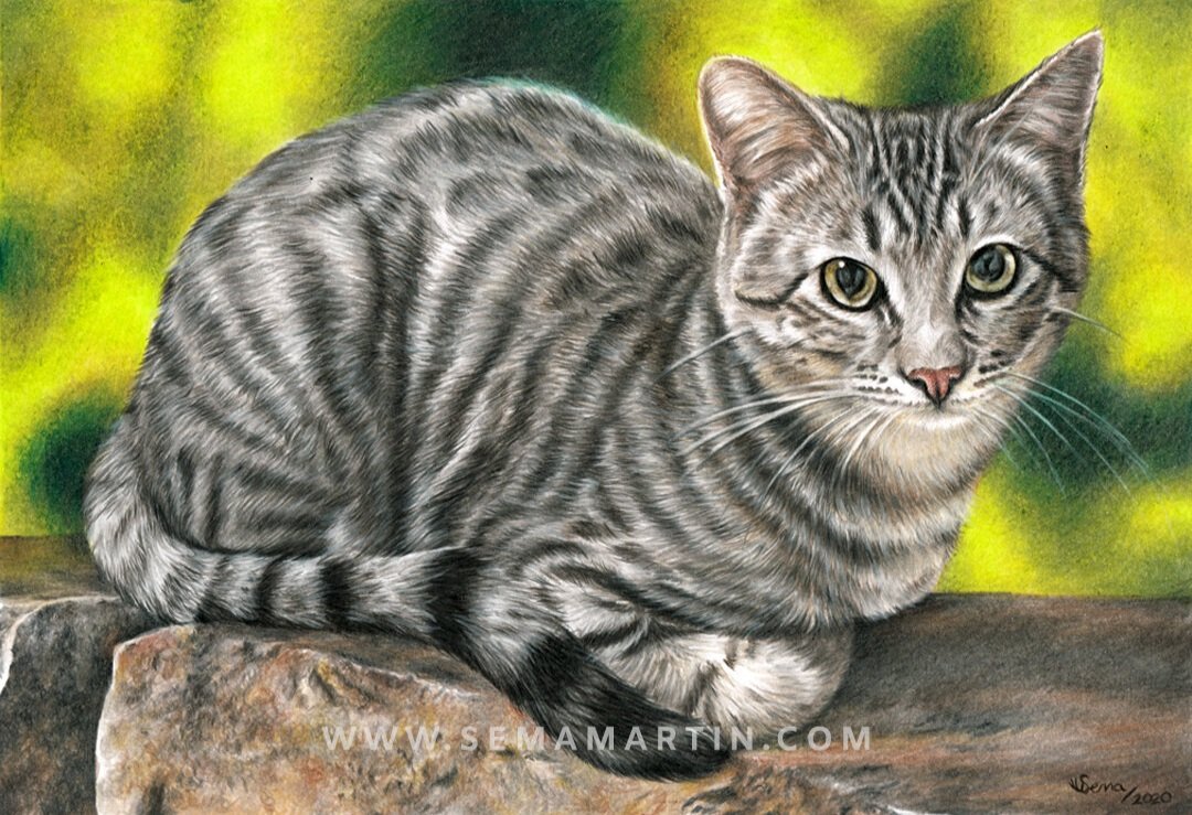 Drawing of Kai the silver tabby cat sitting on a stone wall with a bokeh background from Utah, USA (Copy)