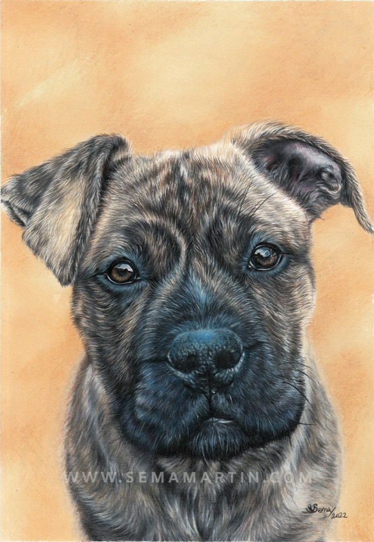 Realistic Custom Drawing Commission of Bella with a yellow background from a photo in the UK by Sema Martin (Copy)