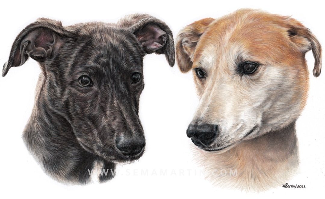 Custom drawing of two lurcher greyhound mix Scooby & Daphne (Copy)