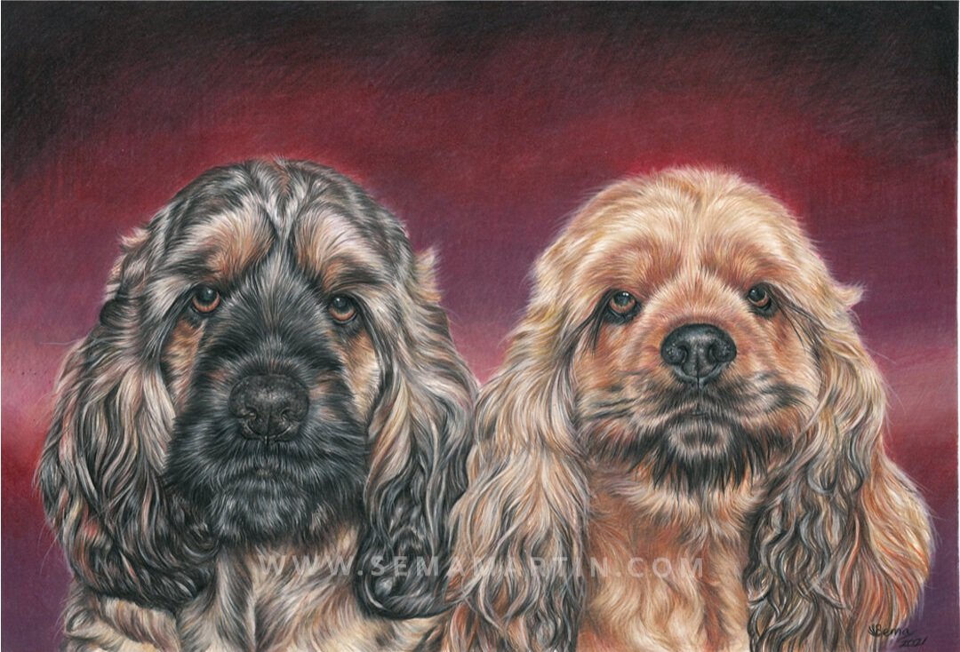 Drawing of two cocker spaniels in Texas, USA (Copy)