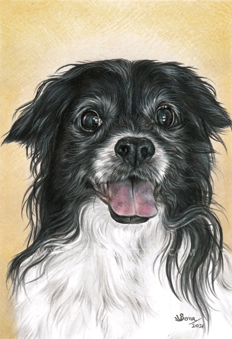 Drawing of a small black and white dog in Florida, USA (Copy)