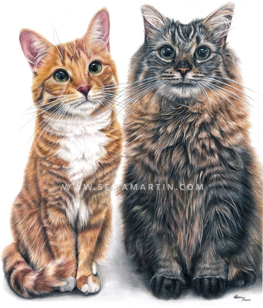 Drawing of Punkin & Smitten the ginger tabby and maine coon cat from Virginia, USA (Copy)