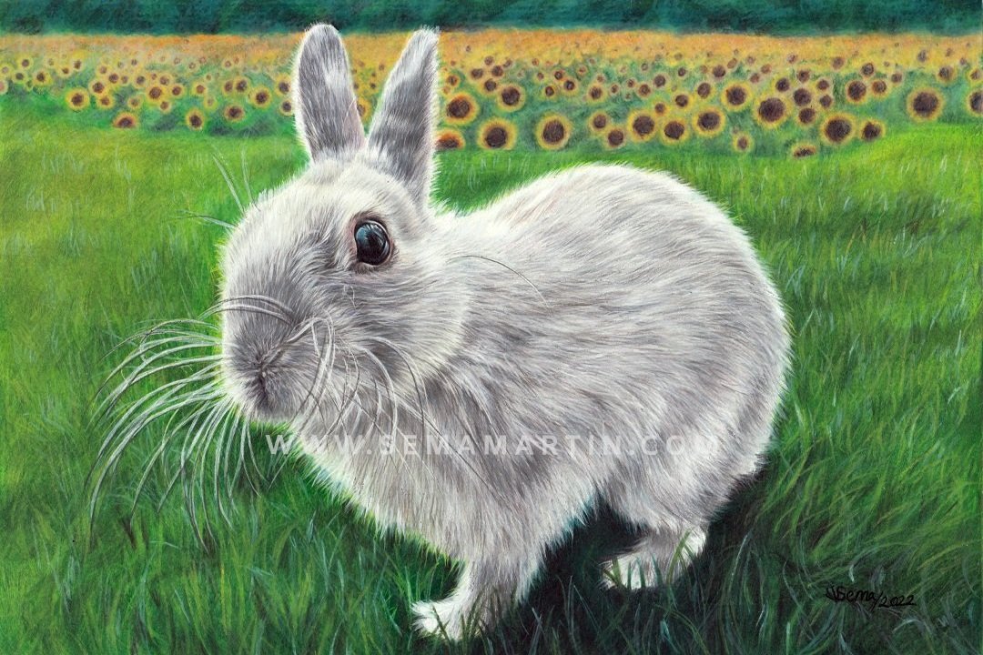 Colour pencil of white rabbit Bao Bao (Copy)