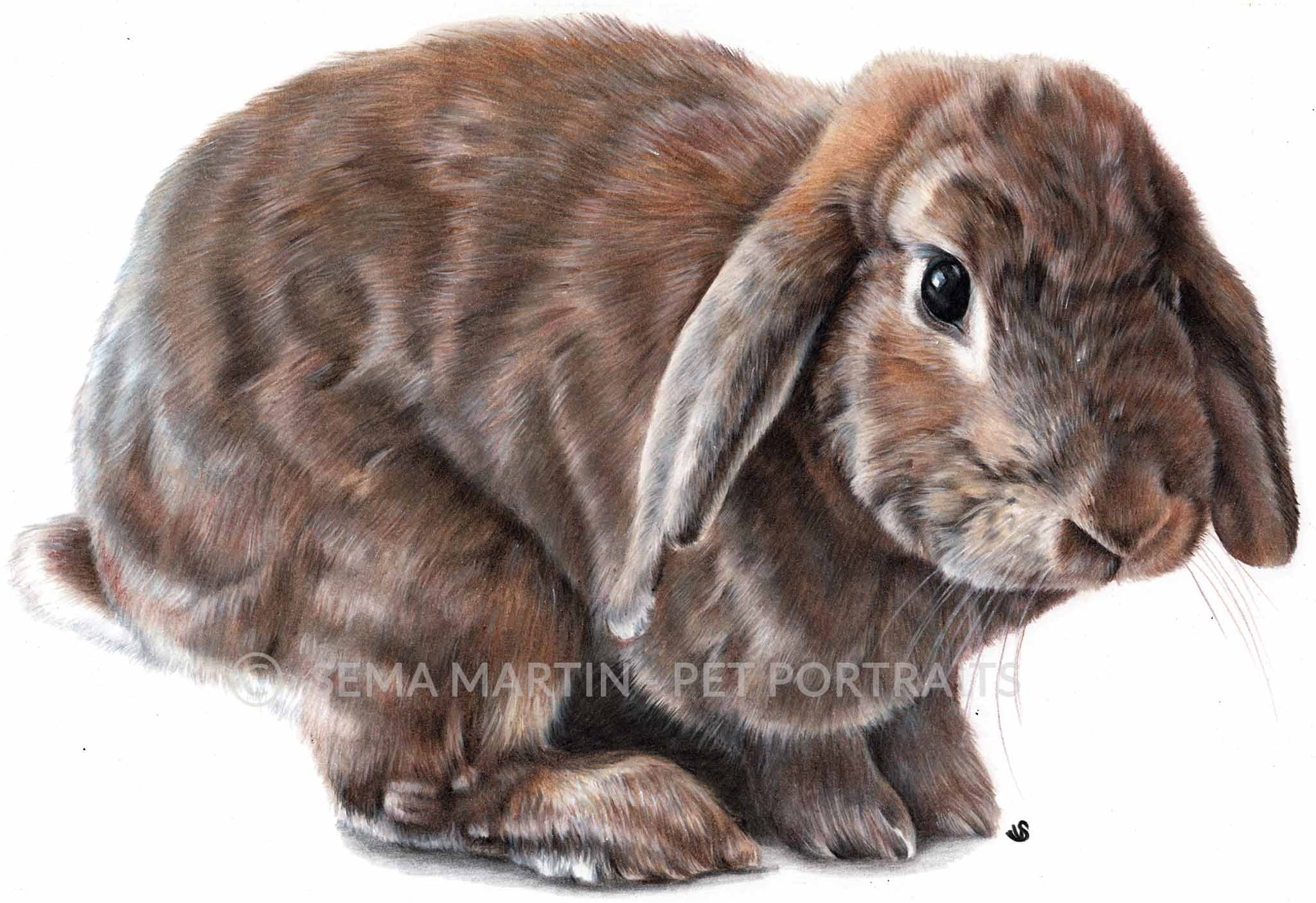 Realistic Custom Colour Pencil Memorial Drawing Commission of a brown bunny rabbit from a photo in Cardiff UK by Pet Portrait Artist Sema Martin (Copy)
