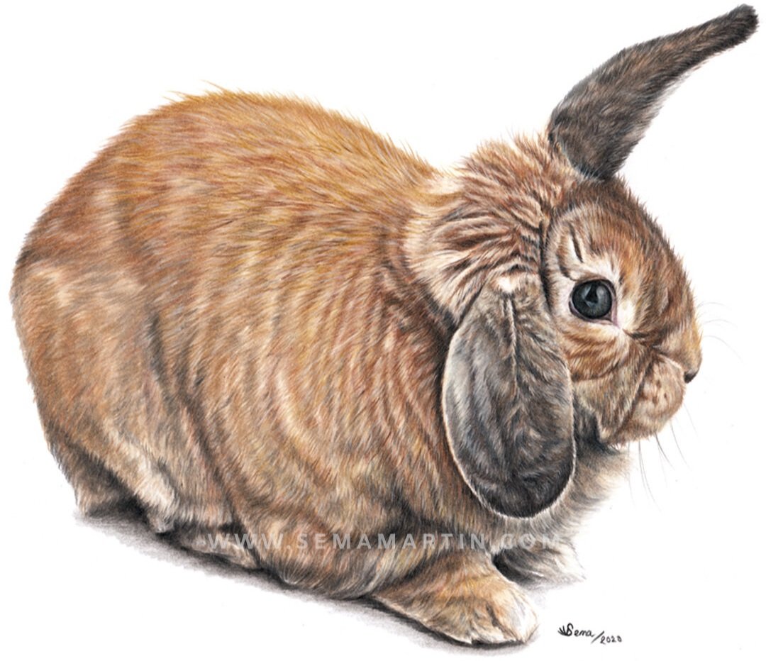 Realistic Custom Color Pencil Memorial Drawing Commission of a brown bunny rabbit with helicopter ears from a photo in Pennsylvania USA by Pet Portrait Artist Sema Martin (Copy)