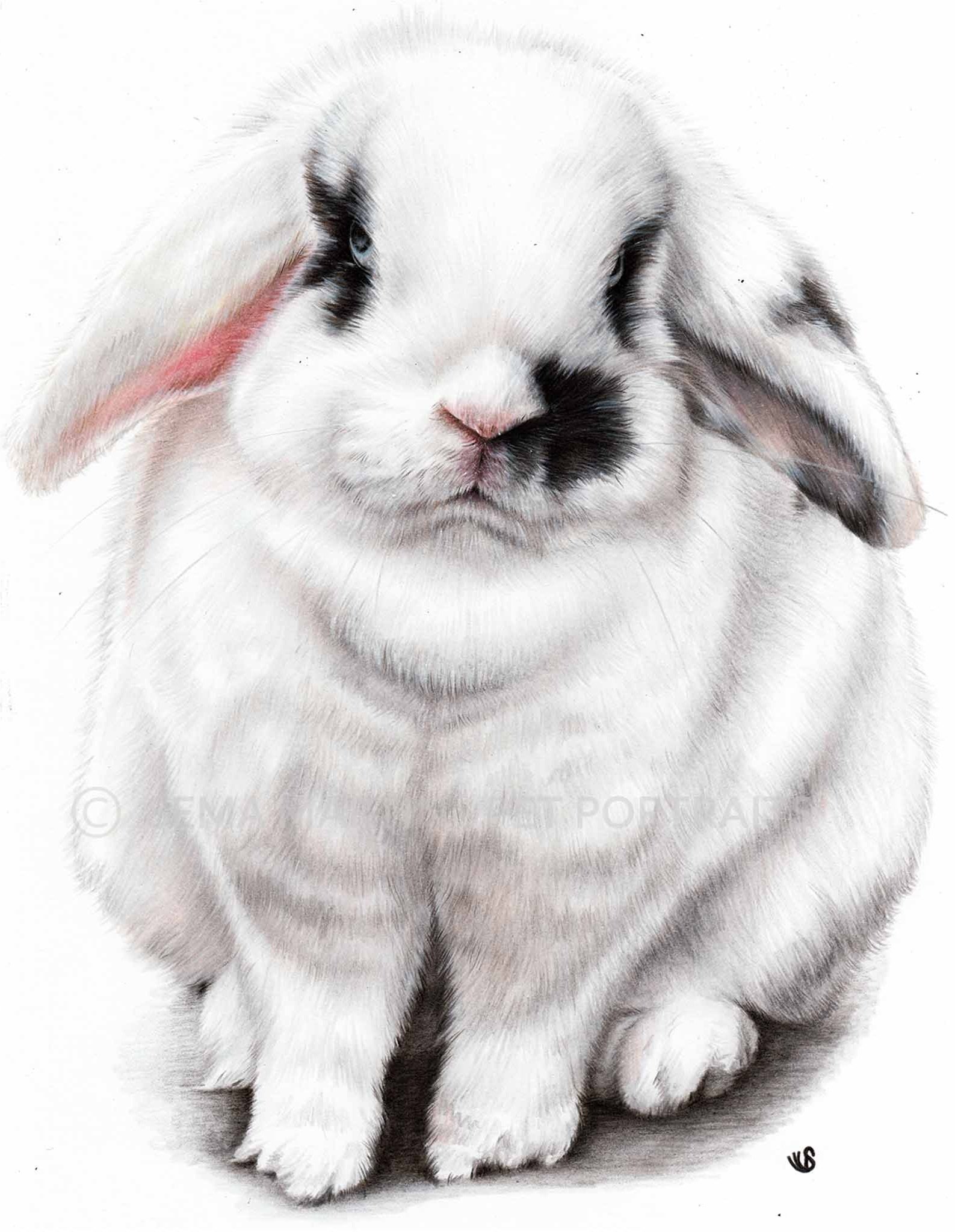 Realistic Custom Colour Pencil Memorial Drawing Commission of a White Bunny Rabbit with black marks from a photo in Glasgow UK by Pet Portrait Artist Sema Martin (Copy)