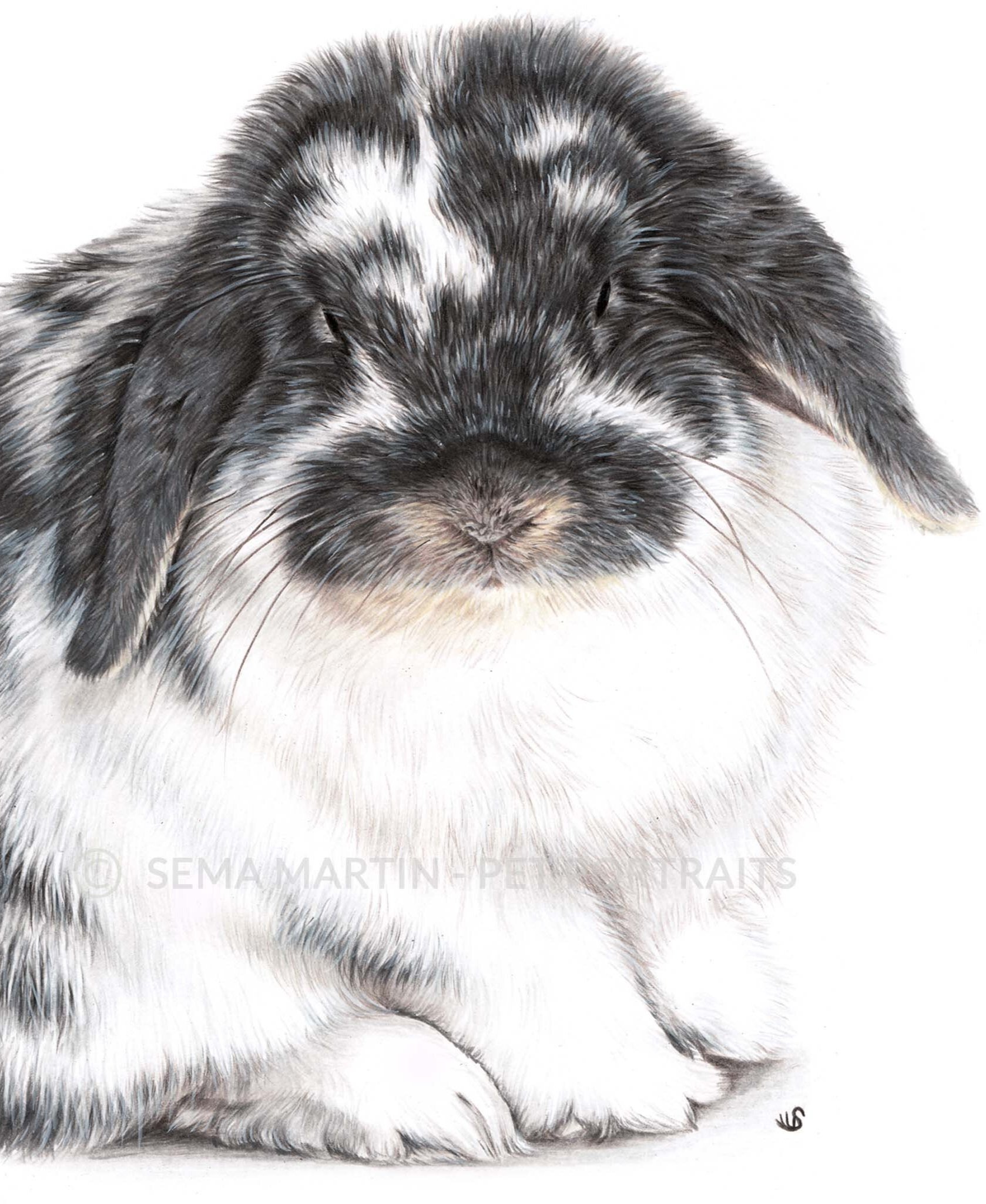 Realistic Custom Colour Pencil Memorial Drawing Commission of a of a grey and white bunny rabbit from a photo in West Sussex UK by Pet Portrait Artist Sema Martin (Copy)