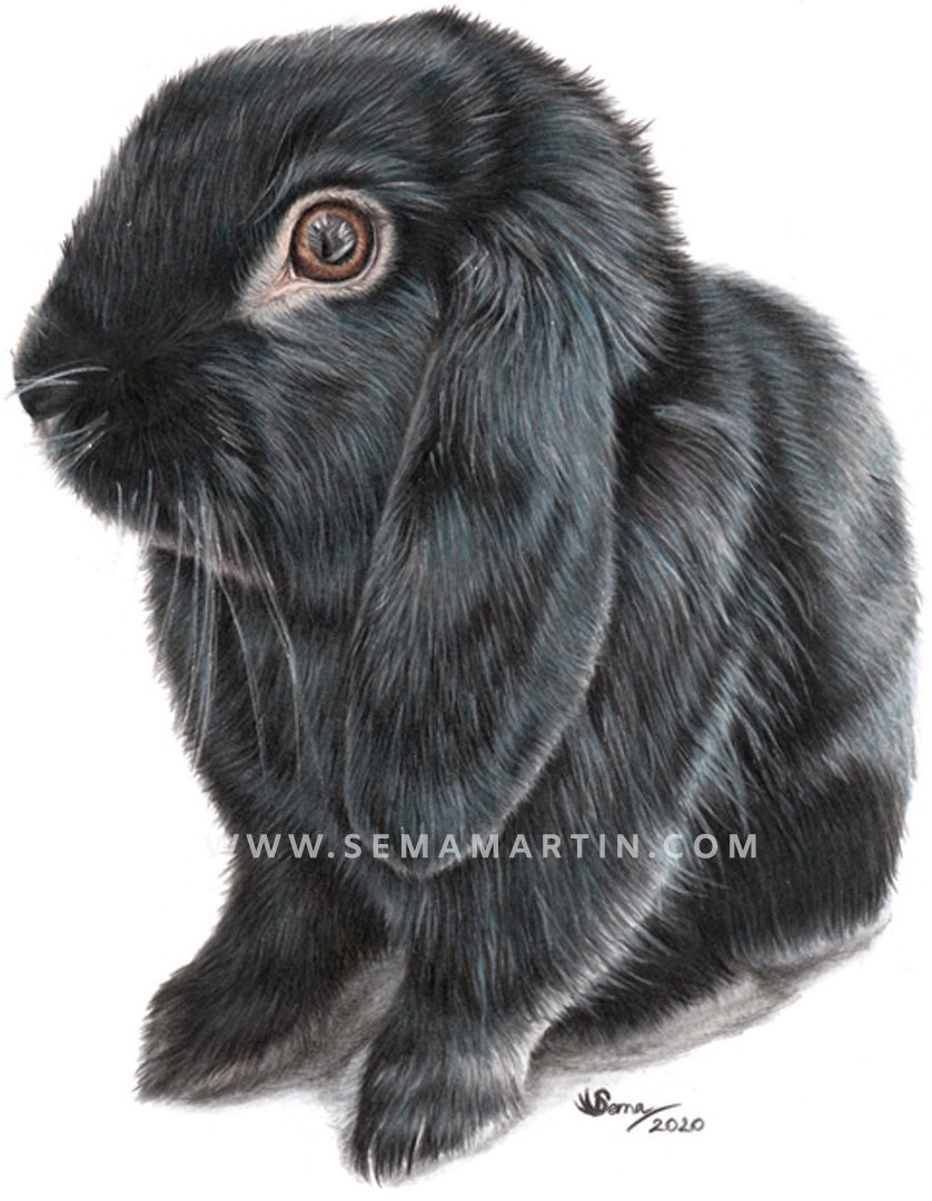 Custom drawing of Lilo the black bunny rabbit by Sema Martin (Copy)